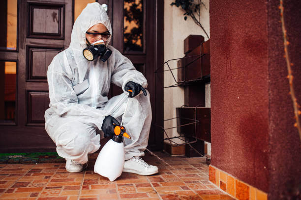 Reliable Wasp Removal contractor in Kailua, HI by Show Me Pest Control